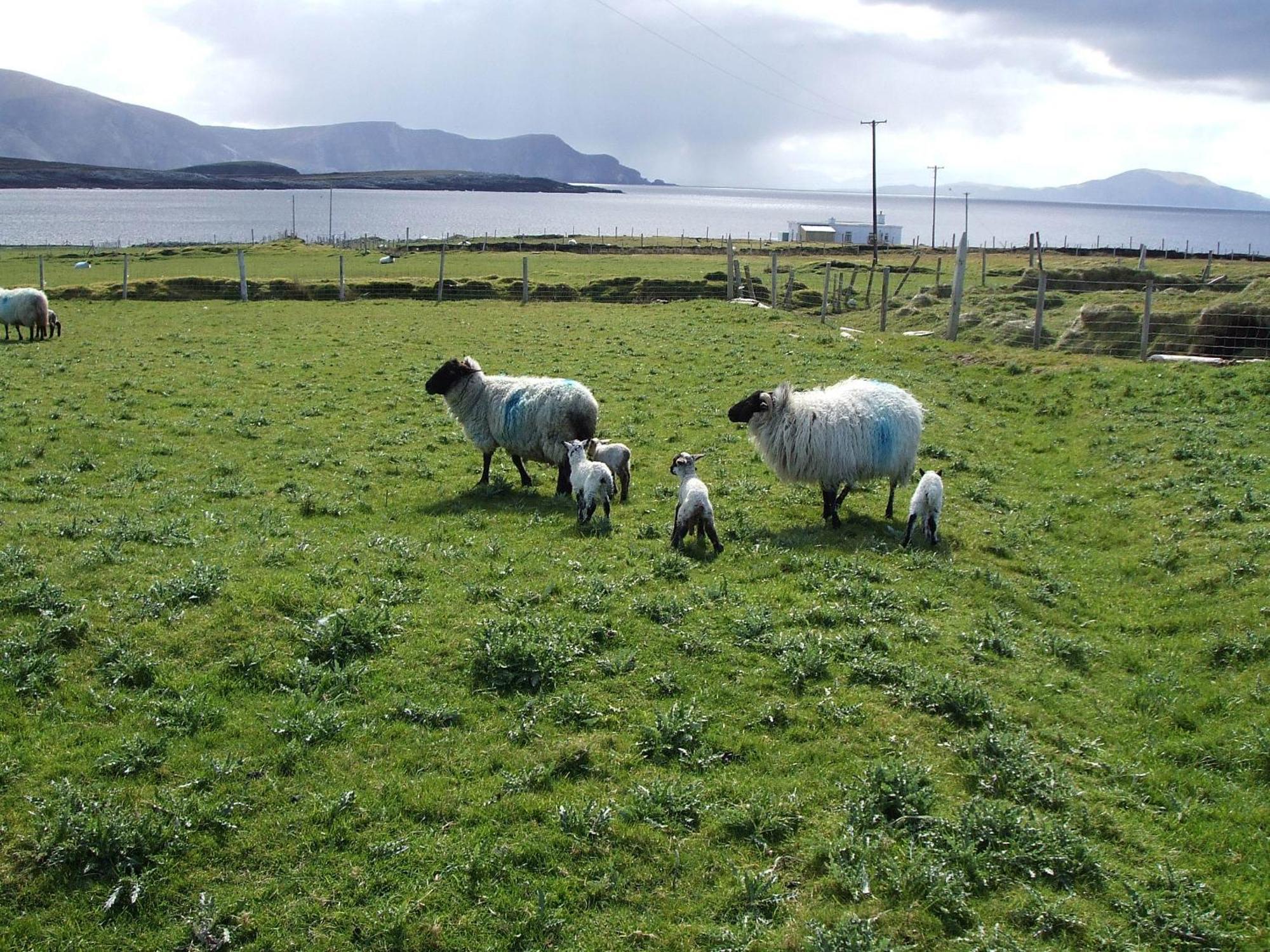 Achill West Coast House Bed & Breakfast Dooagh Екстериор снимка